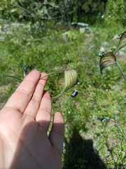 Commelina tuberosa