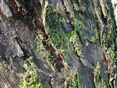 Lophocolea bidentata