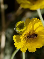 Melacoryphus lateralis