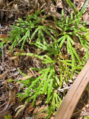 Lycopodium volubile