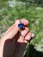 Commelina tuberosa