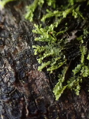 Lophocolea bidentata