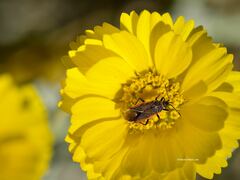 Melacoryphus lateralis