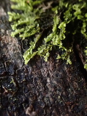 Lophocolea bidentata