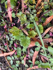 Puccinia violae
