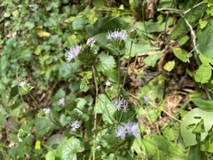 Elephantopus tomentosus