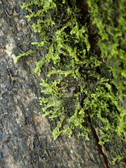 Lophocolea bidentata