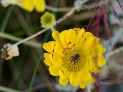 Melacoryphus lateralis