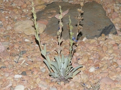 Penstemon pachyphyllus