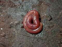 Eisenia fetida