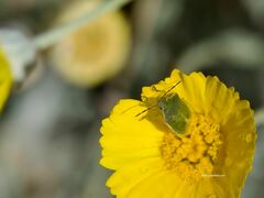 Thyanta custator accerra