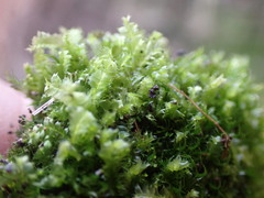 Lophocolea bidentata