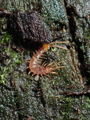 Lithobiomorpha