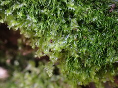 Lophocolea bidentata