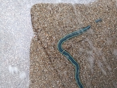 Phyllodocidae