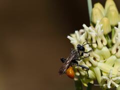 Sphecinae