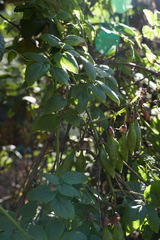 Eccremocarpus scaber