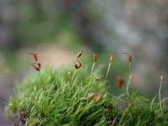 Dicranella heteromalla