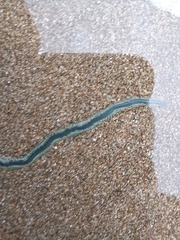 Phyllodocidae