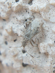 Aufeius impressicollis
