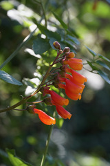 Eccremocarpus scaber