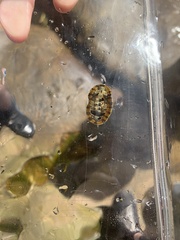 Sypharochiton pelliserpentis