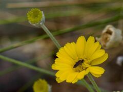 Melacoryphus lateralis