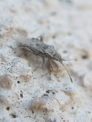 Aufeius impressicollis