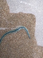 Phyllodocidae