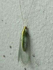 Apertochrysa edwardsi