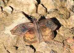 Theagenes dichrous