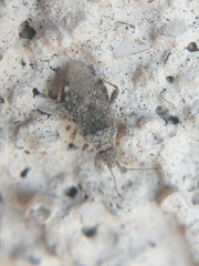 Aufeius impressicollis