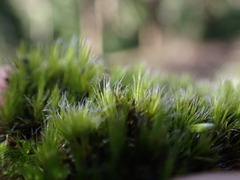 Campylopus introflexus