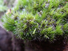 Campylopus introflexus