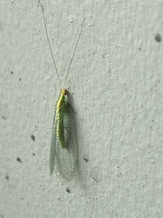 Apertochrysa edwardsi