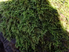 Kindbergia praelonga