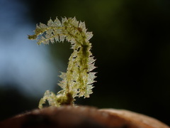 Lophocolea bidentata