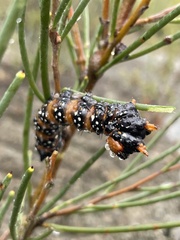 Psalidostetha banksiae