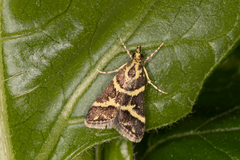 Scoparia spelaea