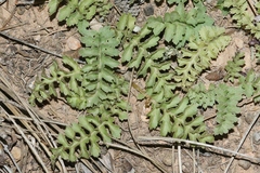 Pedicularis centranthera