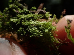 Lophocolea bidentata