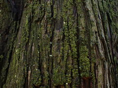 Charophyta