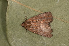 Hypoperigea tonsa