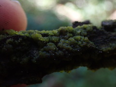 Charophyta