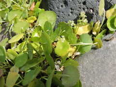 Hydrocotyle verticillata