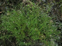 Spermacoce stenophylla