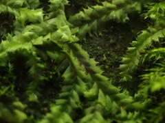 Lophocolea bidentata