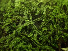 Lophocolea bidentata