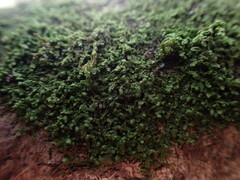 Frullania nisquallensis