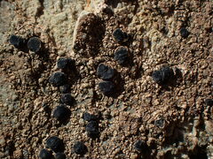 Lecideales